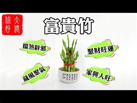 富貴子風水|富貴竹風水：3步旺財運